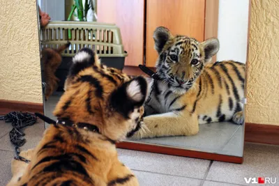 7 интересных фактов о тиграх
