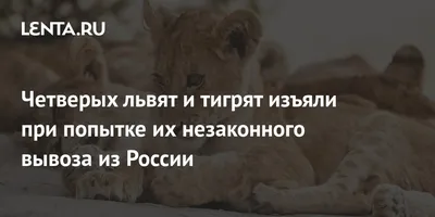 NEWSru.com :: Зоозащитники спасли трех тигрят, перевозившихся с Украины в  Сирию: их неделю держали в деревянном ящике