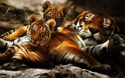 Блог Олега Зубкова: Малыши львята и тигрята любят поиграть!