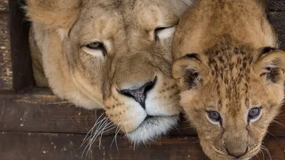 Сговорились: вслед за тигрятами в Барнаульском зоопарке родились львята