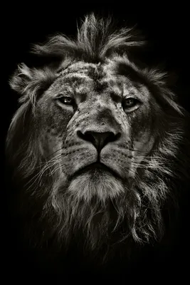 Фотографии лев Львица животное
