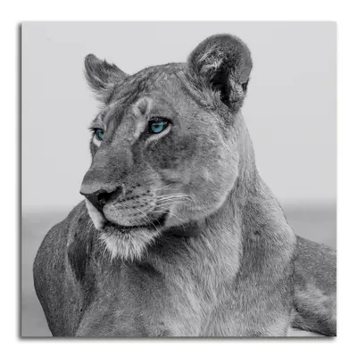 логотип аватарка лев в железной маске в синим и красным горящими глазами  Stock Illustration | Adobe Stock