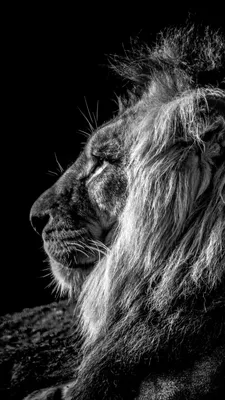 Львицы бьют льва (4 фотографии) » Невседома