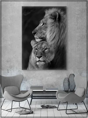 Картинки Животные лев Большие кошки Львица Язык (анатомия) зевающая