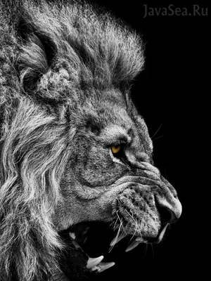 Львы..картинки..просто..да нет. у каждого льва как и человека свой хар... |  TikTok