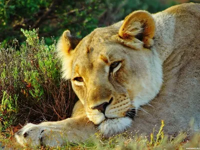 Львица набирается сил для предстоящей охоты — Фото аватарки