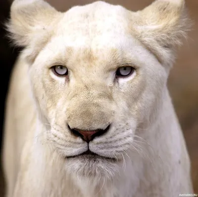 Животные, #Львы, #аватары, #картинки, #фотки | Albino animals, White lion,  Animals wild