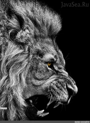 Создать мем \"фото злого льва на аву, лев черный фото на аву, фото льва на  заставку телефона\" - Картинки - Meme-arsenal.com