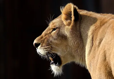 MERAGOR | Красивая львица на аватар
