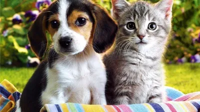 Маленькие котята и щенята (42 лучших фото)