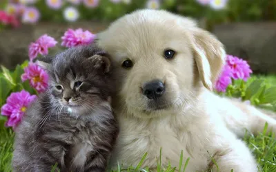 Портрет маленьких котят и щенков Стоковое Изображение - изображение  насчитывающей друг, приятельство: 201255157