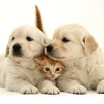 Красивые котята и щенки - красивые фото