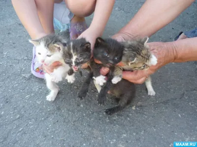 три маленьких котят в руках женщин. котильные котята. концепция Стоковое  Фото - изображение насчитывающей концепция, прелестное: 270952358