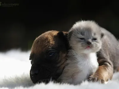 Симпатичные котята и щенки - 65 фото