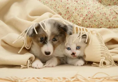 Симпатичные котята и щенки - 76 фото