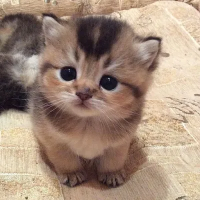 20 замечательно-умилительных фотографий маленьких котят