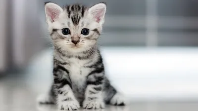 Комочки милоты! Юзеры в полном восторге от самых маленьких котят в мире  (Фото)