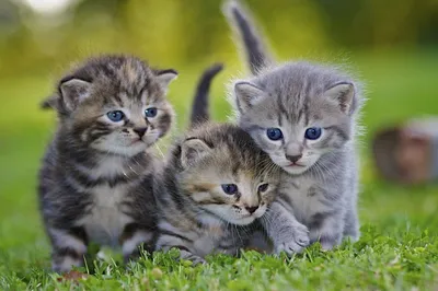 Милые маленькие котята - 73 фото