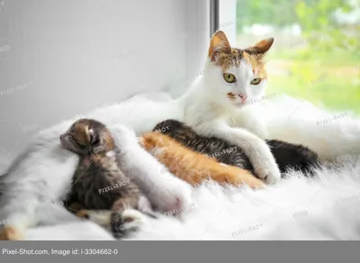 Смешные маленькие котята в помещении, крупным планом :: Стоковая фотография  :: Pixel-Shot Studio