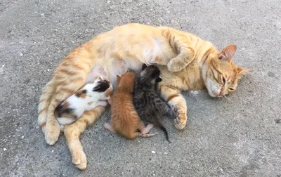 Две кошки - мама и ребенок, маленький котенок. Кошка и котенок прижались  друг к другу. Кошки семья, мама и малыш любят друг друга. Нежные, ласковые  отношения в семье Stock Photo | Adobe Stock