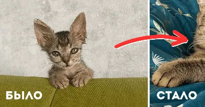 маленький пушистый милый котенок сидит на диване. милые маленькие красные  киски. домашние животные и молодые котята Стоковое Изображение -  изображение насчитывающей шерсть, взволнованность: 221564889