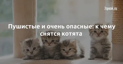 Милые котята | Подборка видео приколов про милых котят - YouTube