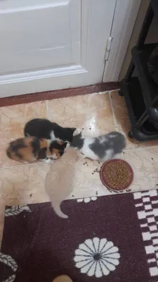 Трое маленьких пушистых котяток и их мама кошка | Блог #Мими_кися | Дзен