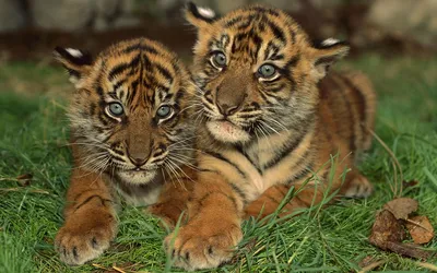 Маленький новичок тигра на земле Стоковое Фото - изображение насчитывающей  природа, тигр: 208874506