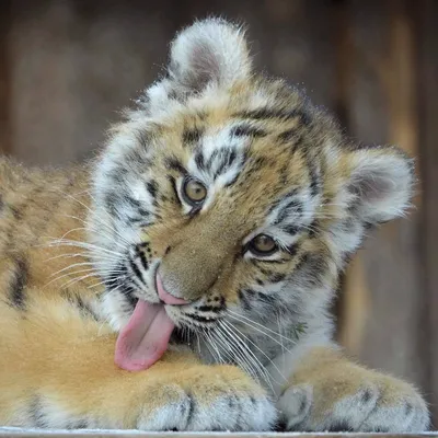 Маленький тигр в провинции чонбури парка тигра Стоковое Изображение -  изображение насчитывающей охотник, мило: 201885139