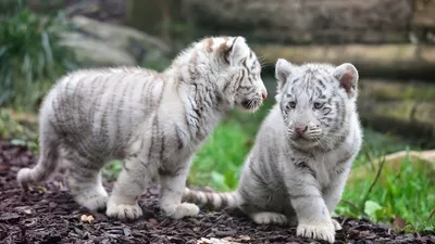 Два маленьких милых тигрёнка играют…» — создано в Шедевруме