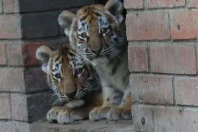 Маленьких тигрят - красивые фото