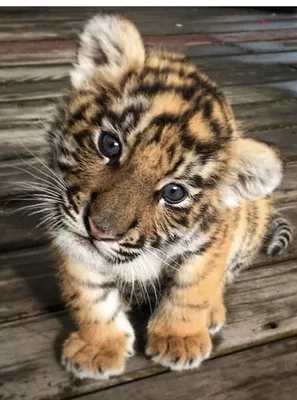 Маленьких тигрят - красивые фото