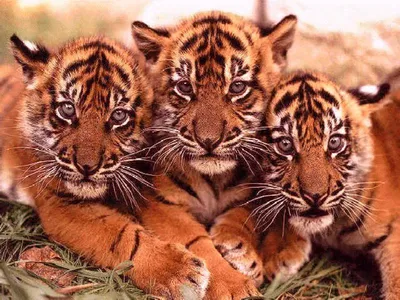 Два маленьких миленьких тигренка …» — создано в Шедевруме