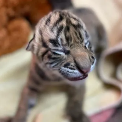 Первый домик маленьких тигрят (2) :: Сибмама - о семье, беременности и детях