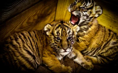Пражский зоопарк показал новорожденных малайских тигрят