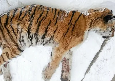 Четырех маленьких львят и тигрят попытались ввезти в Казахстан из России