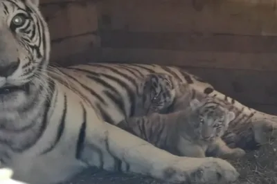 Николаевский зоопарк показал 5 маленьких амурских тигрят | Українські Новини