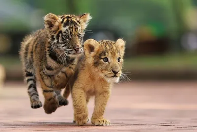 Новорожденные детеныши маньчжурского тигра в заповеднике Харбина