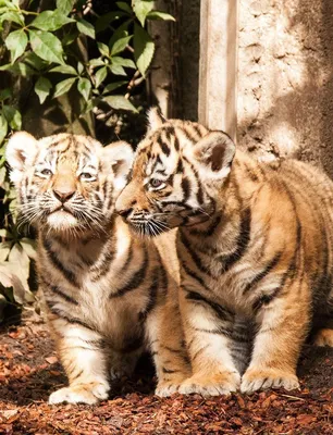 Тигрята | Пикабу