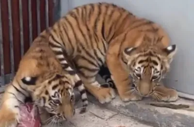 Барнаульский зоопарк показал новорожденных тигрят