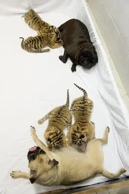 В Германии впервые показали новорожденных сибирских тигрят из зоопарка  \"Хагенбек\" — Курьезы