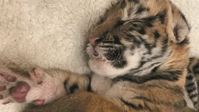 ФОТОФАКТ: Новорожденные детеныши маньчжурского тигра в заповеднике Харбина