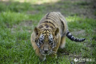 Малышей-тигрят показал карагандинский зоопарк