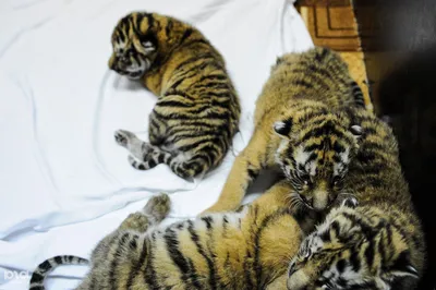 Барнаульский зоопарк показал новорожденных тигрят