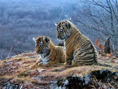 В зоопарке Далласа родилось двое маленьких тигрят