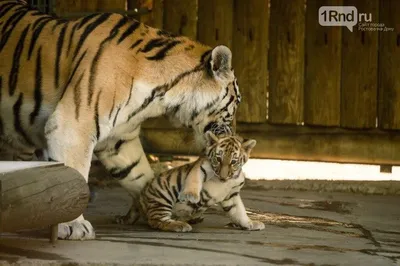 Маленький тигренок » Белые тигрята » Кошачья галерея » Magnus Felidae  (Великие Кошачьи) - красота и превосходство!