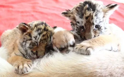 В мелитопольском зоопарке люди выхаживают новорожденных тигрят. Какие  клички придумать малышам? - Мелітополь.City