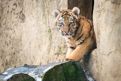 ФОТОФАКТ: Новорожденные детеныши маньчжурского тигра в заповеднике Харбина