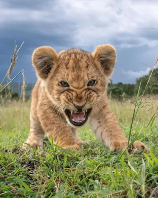Фото маленького льва 