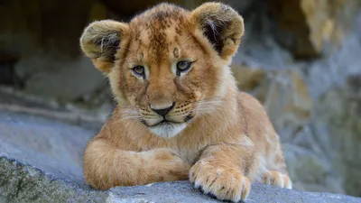 Милый маленький лев, красиво, …» — создано в Шедевруме